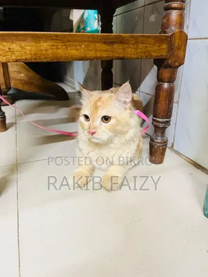 ৬-১২ মাস বয়সী পুরুষ মিশ্র জাতের পার্সিয়ান