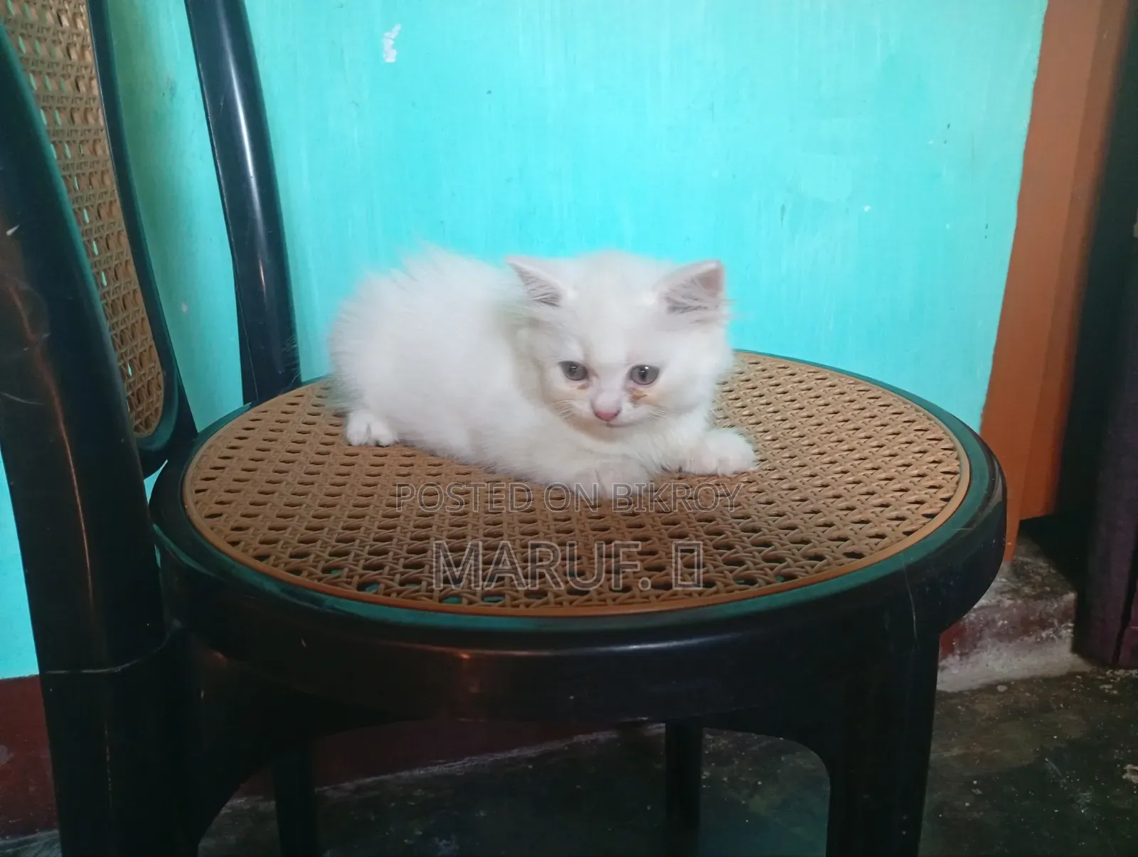 1-3 Months Female Purebred Persian