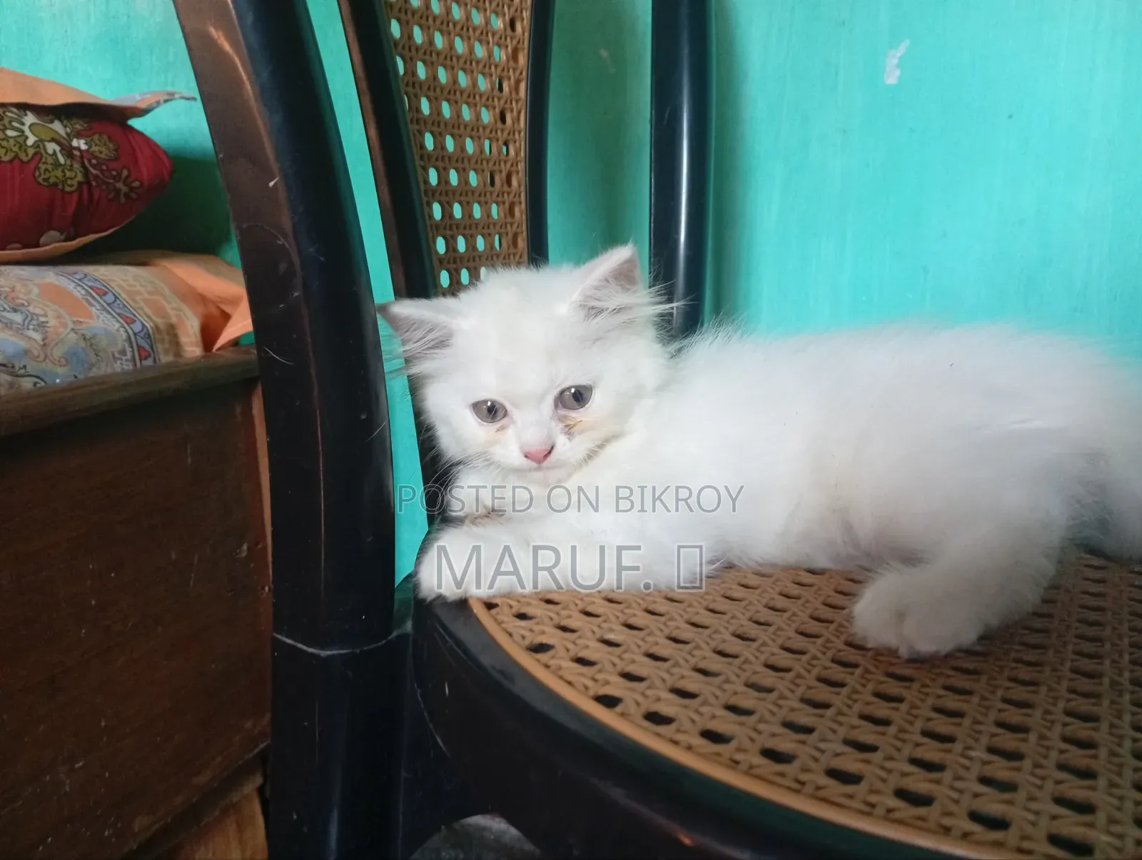 1-3 Months Female Purebred Persian