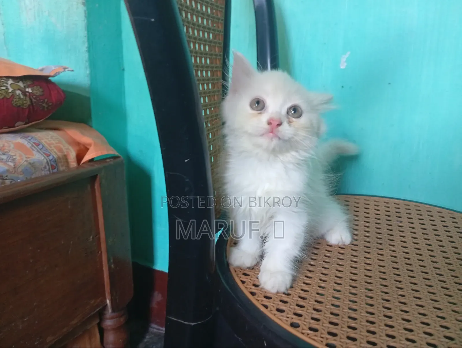 1-3 Months Female Purebred Persian