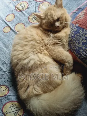3-6 months Female Purebred Persian