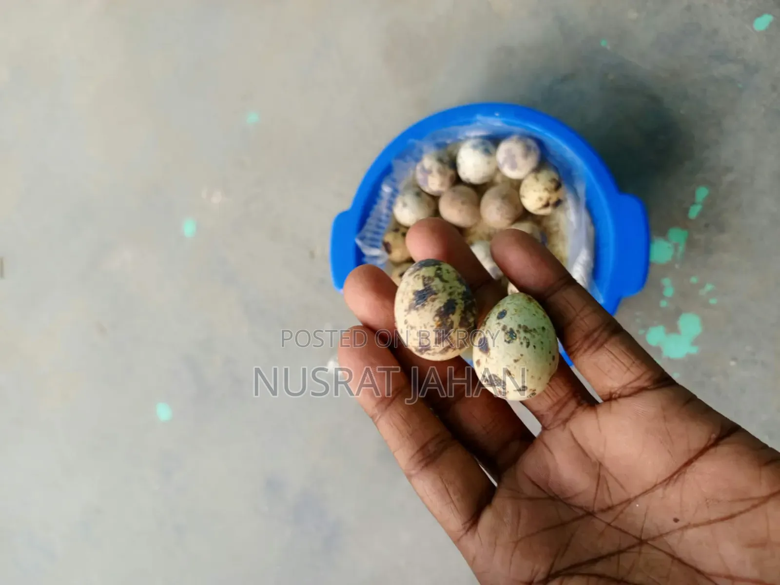 কোয়েলের বীজ ডিম বিক্রি হবে