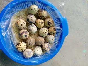 কোয়েলের বীজ ডিম বিক্রি হবে