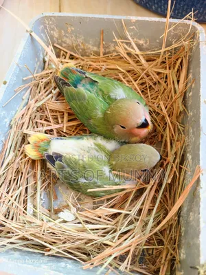 লাভ বার্ড বেবি