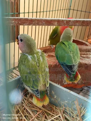 লাভ বার্ড বেবি