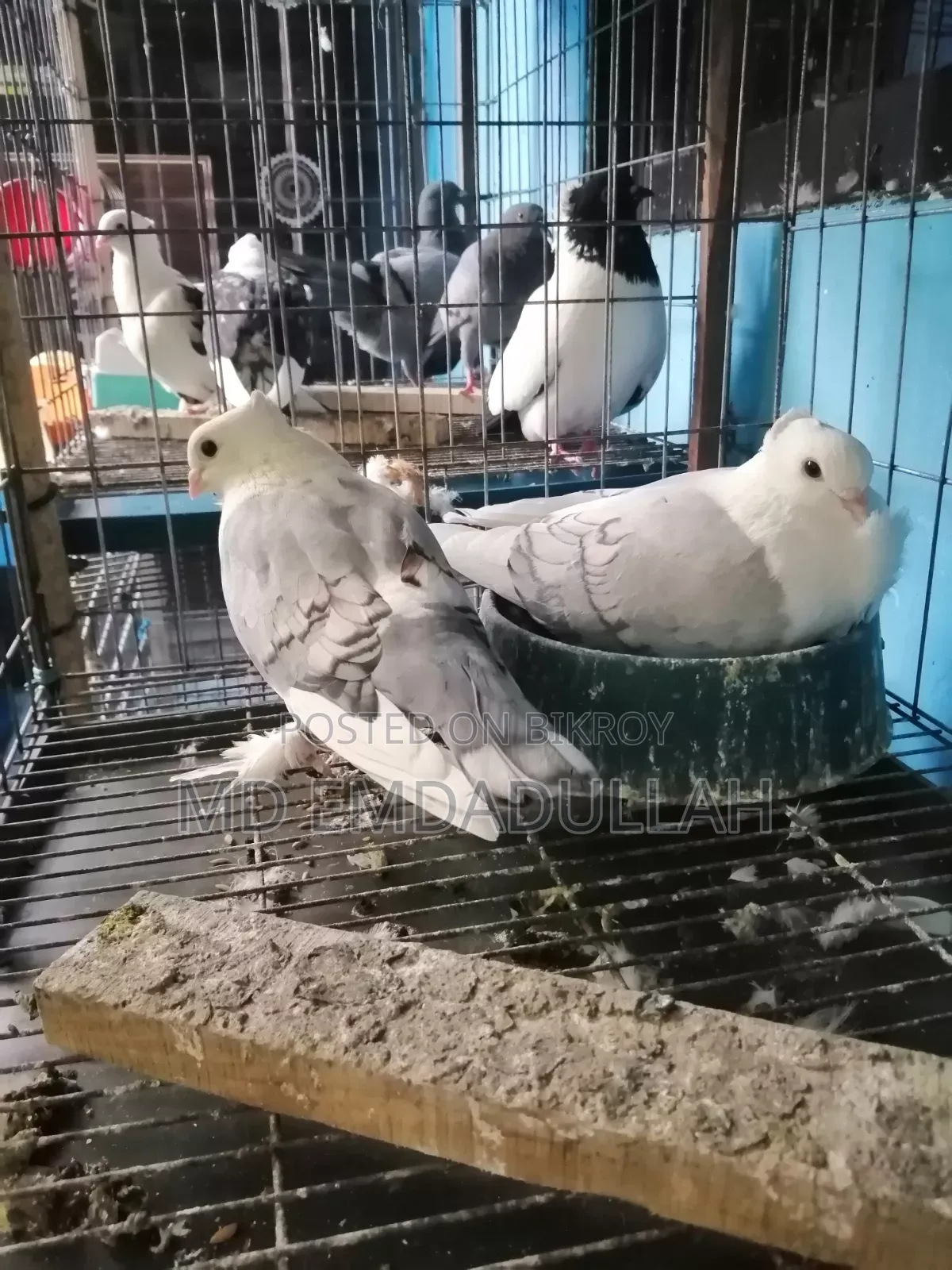 Pigeons for Sale