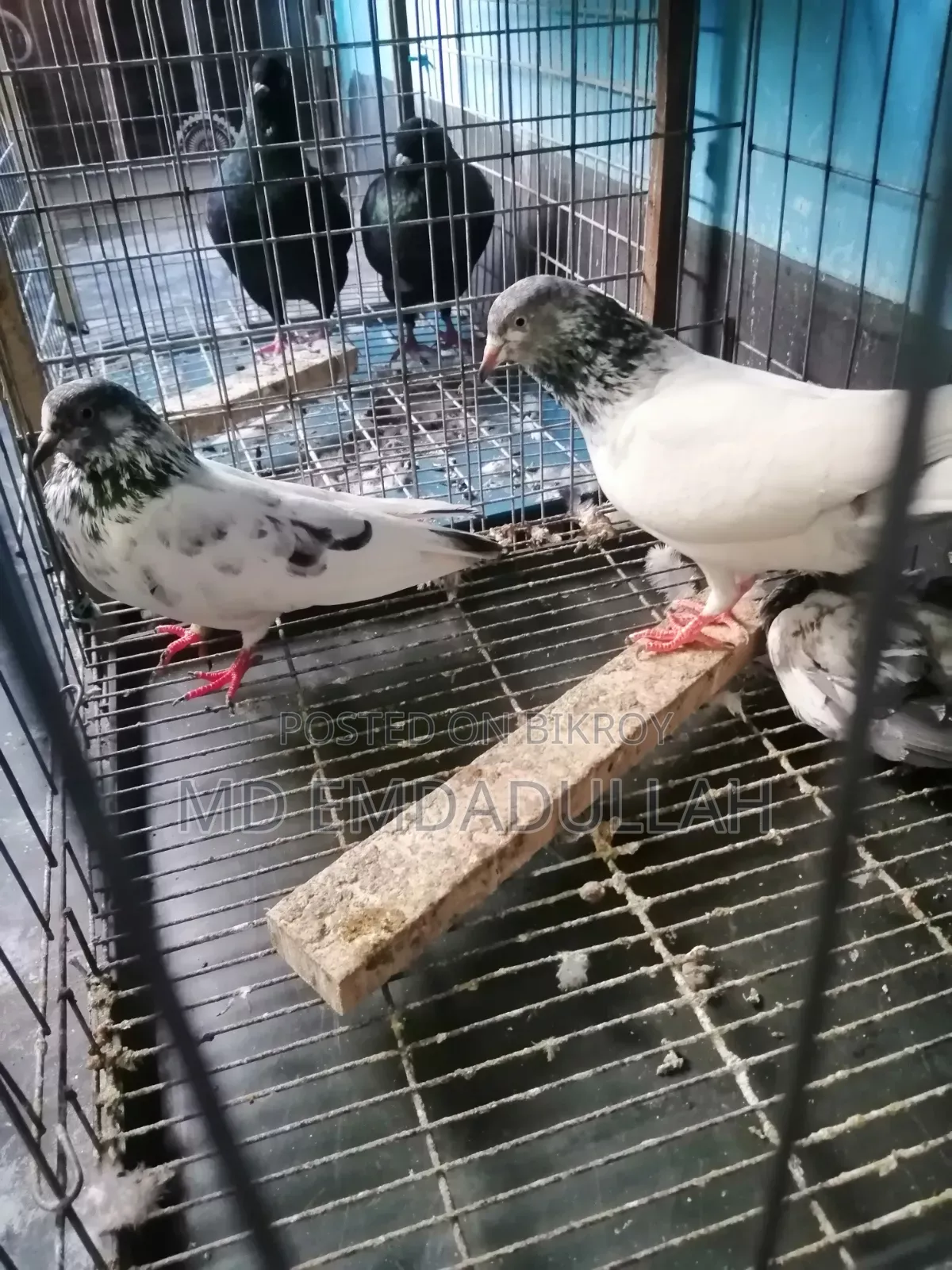 Pigeons for Sale
