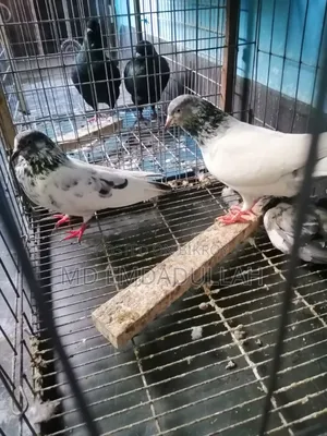 Pigeons for Sale