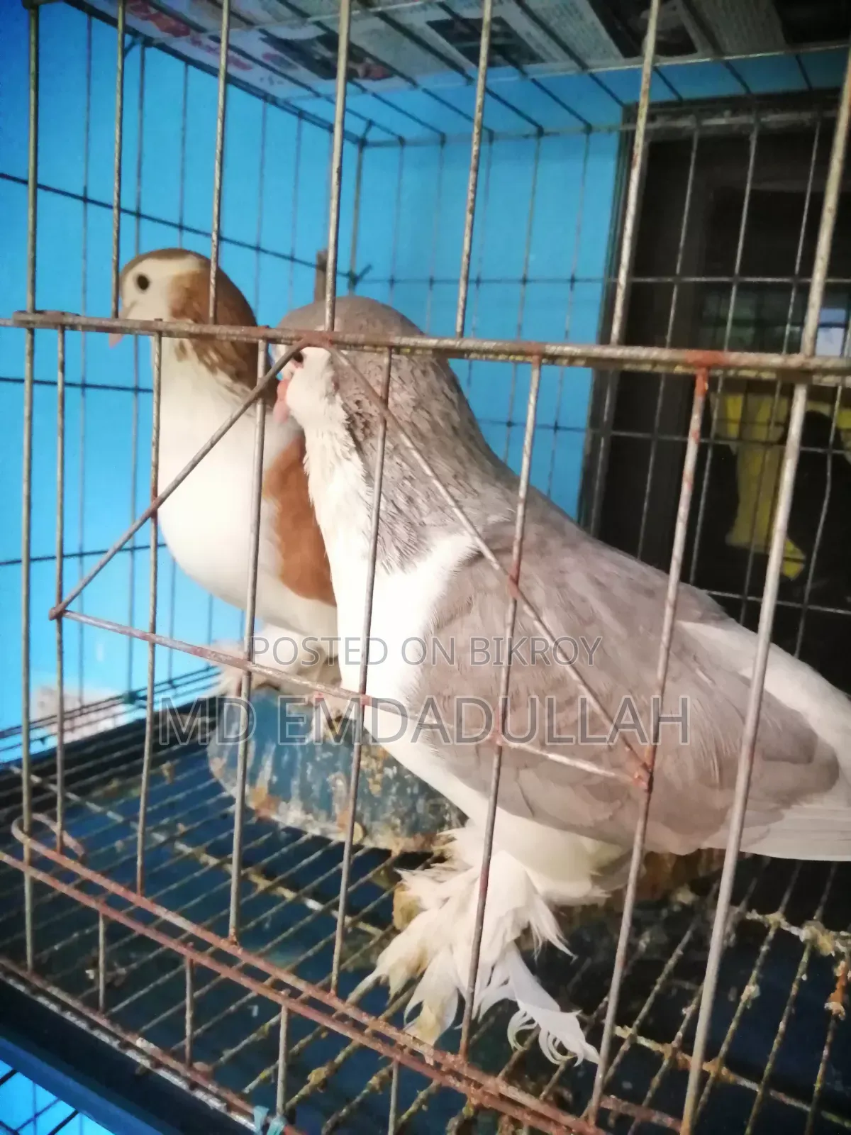Pigeons for Sale