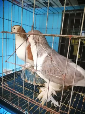 Pigeons for Sale