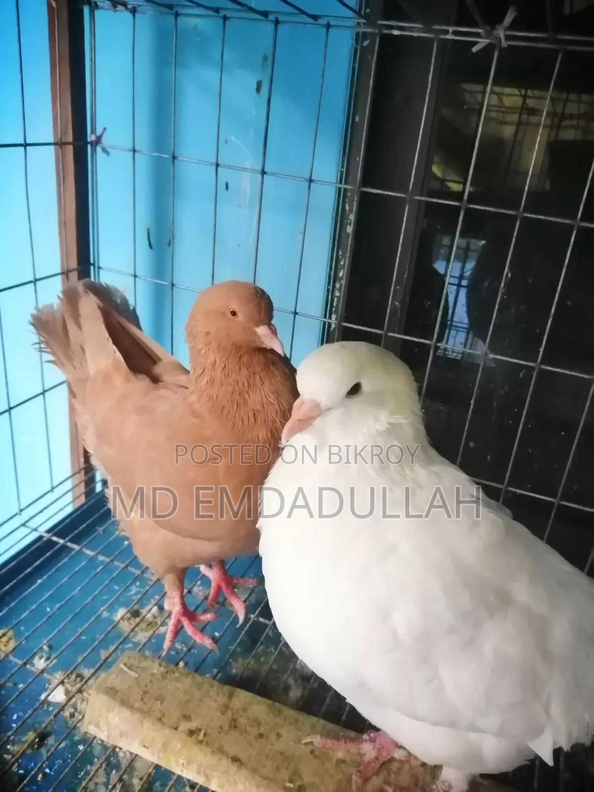 Pigeons for Sale