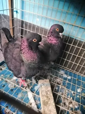 Pigeons for Sale