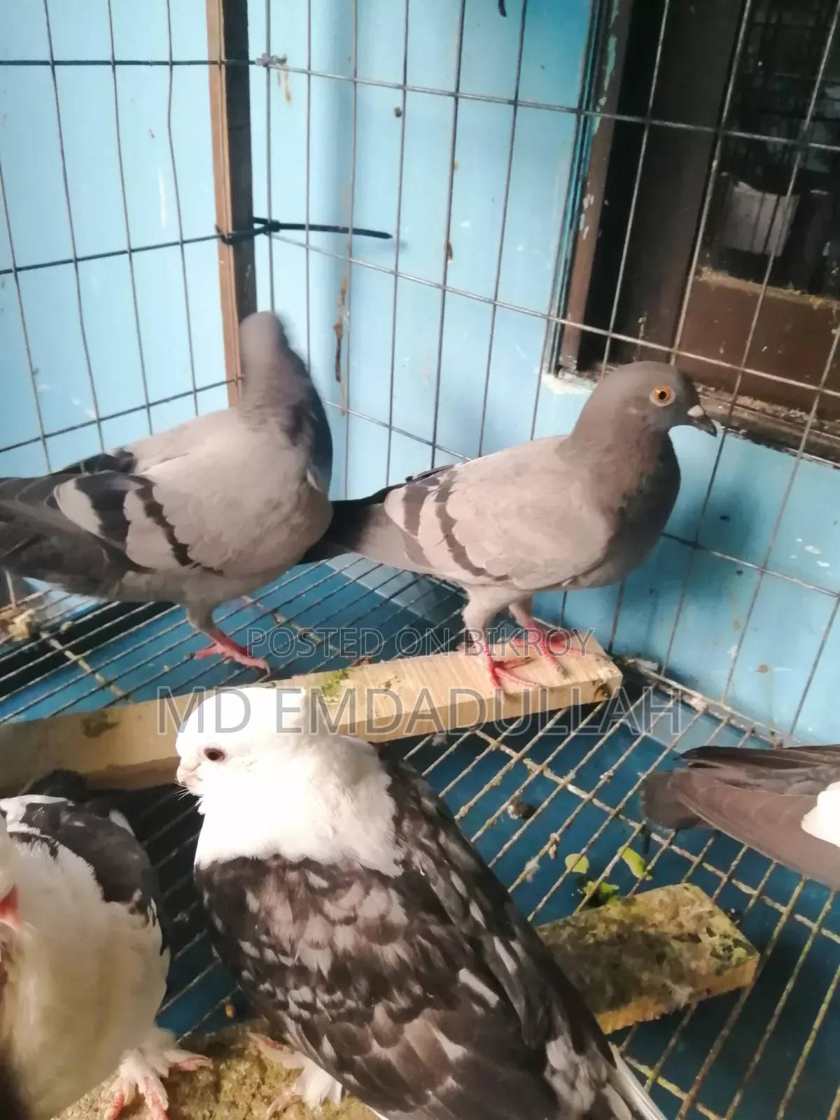 Pigeons for Sale