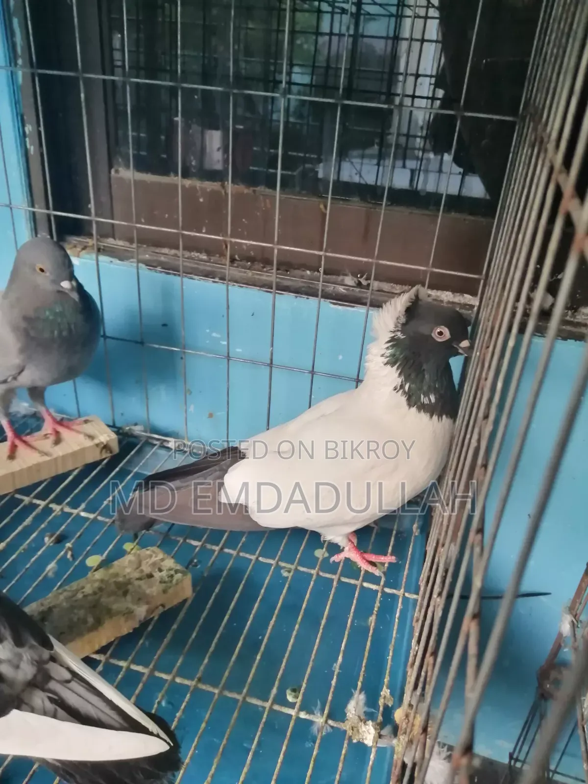 Pigeons for Sale