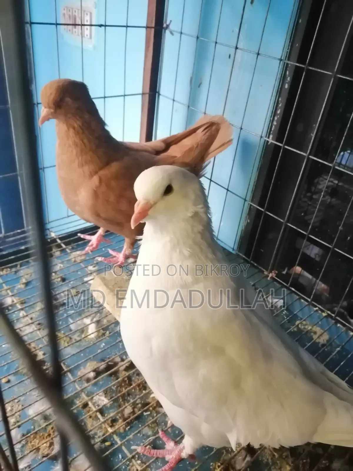 Pigeons for Sale
