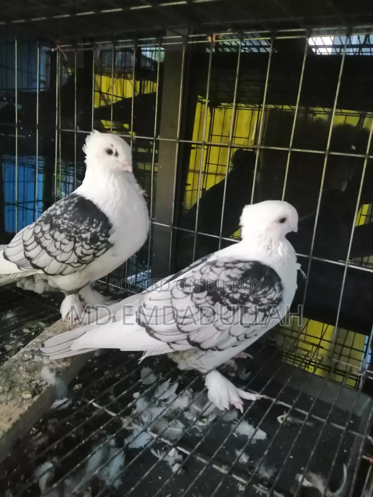 Pigeons for Sale