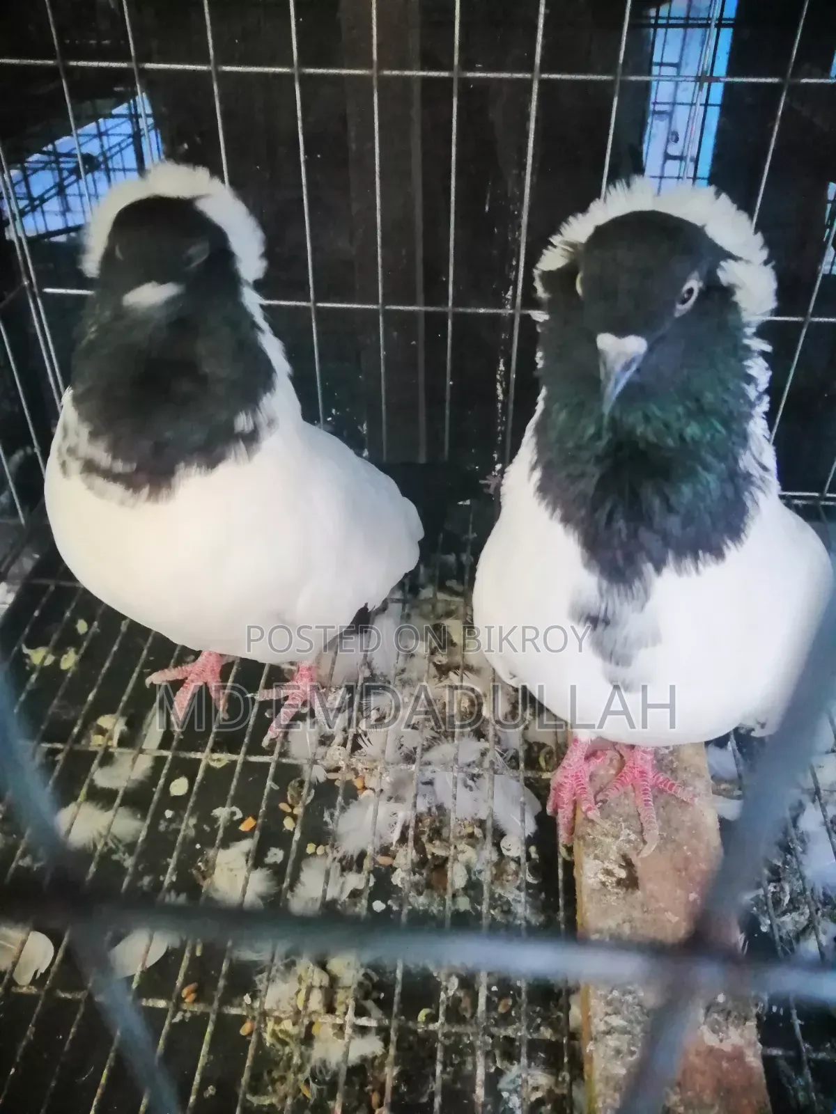 Pigeons for Sale