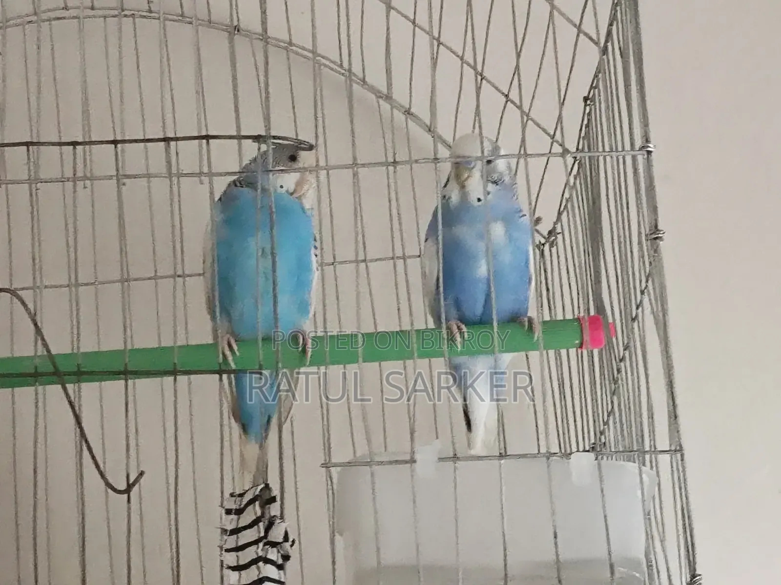 Budgerigar Bird