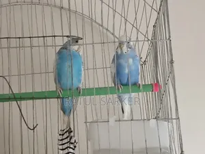 Budgerigar Bird