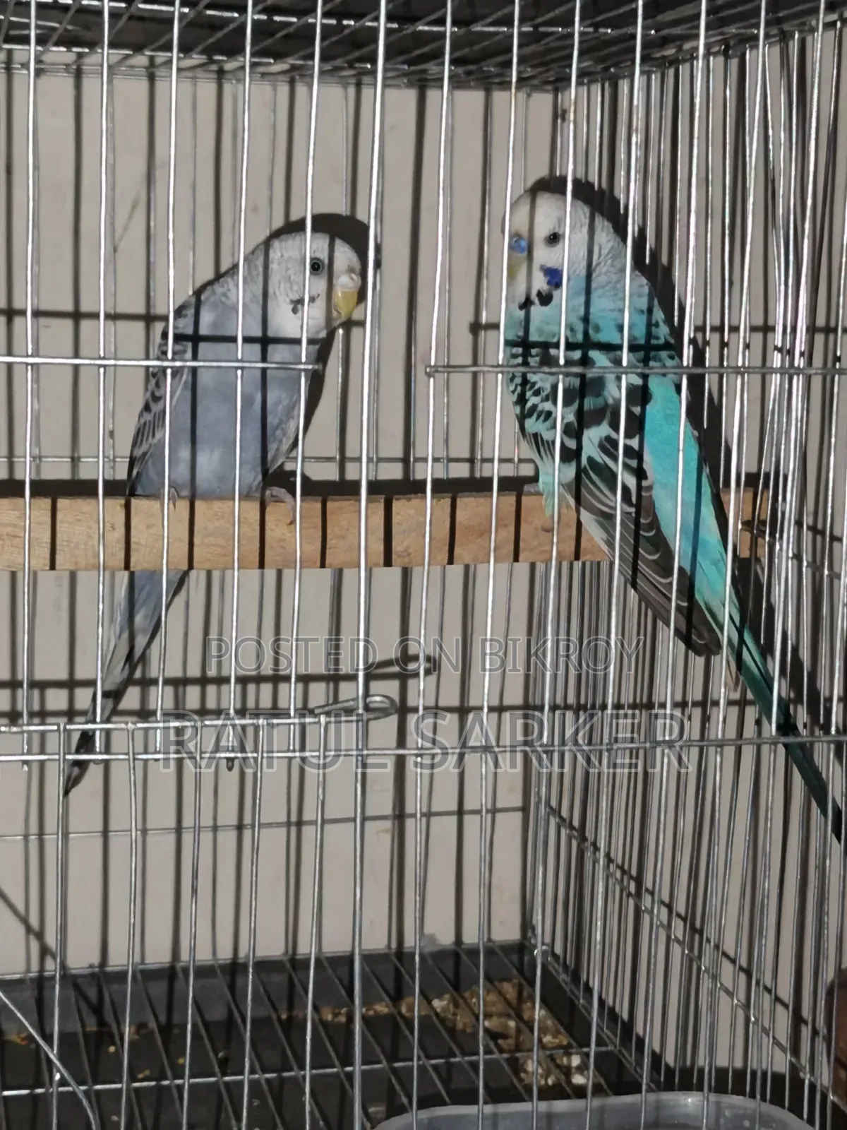 Budgerigar Bird