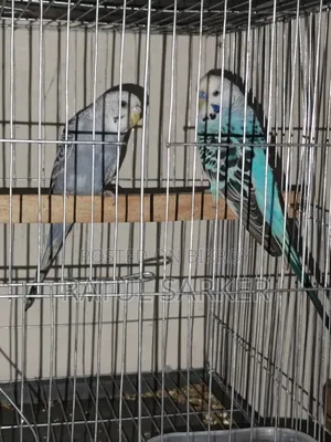 Budgerigar Bird