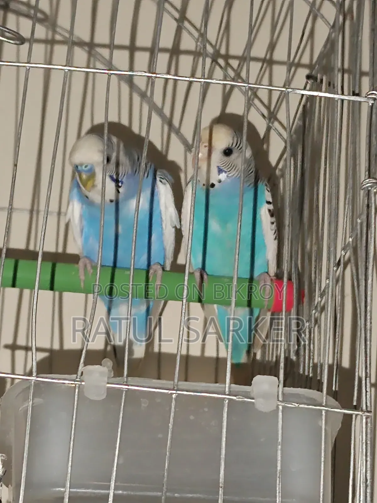 Budgerigar Bird