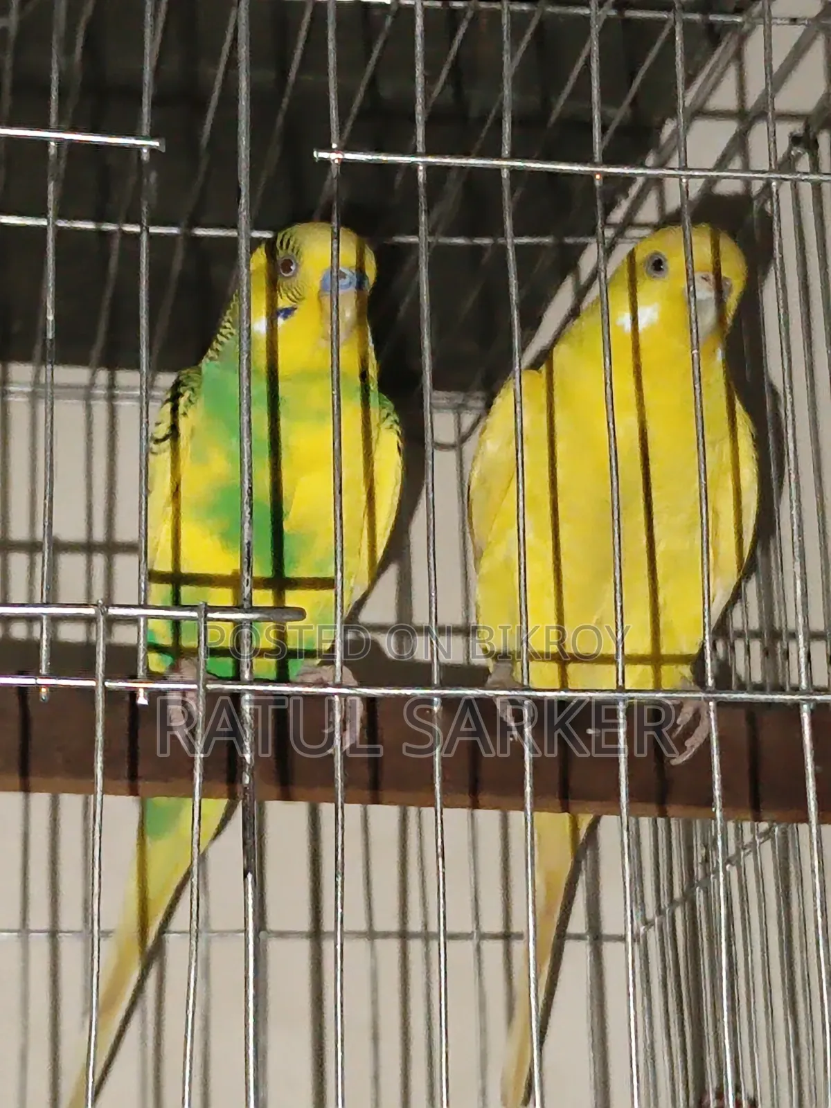 Budgerigar Bird