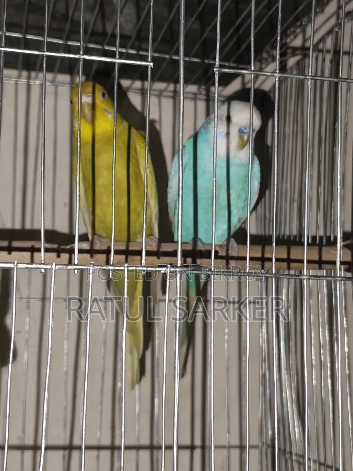 Budgerigar Bird
