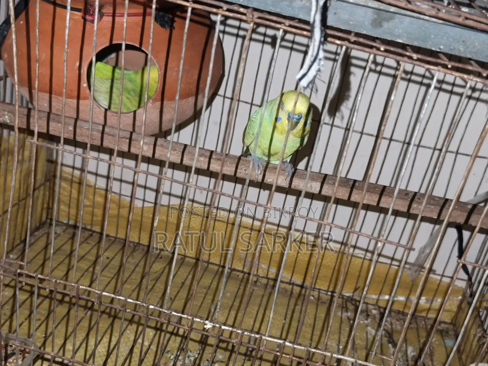 Budgerigar Bird