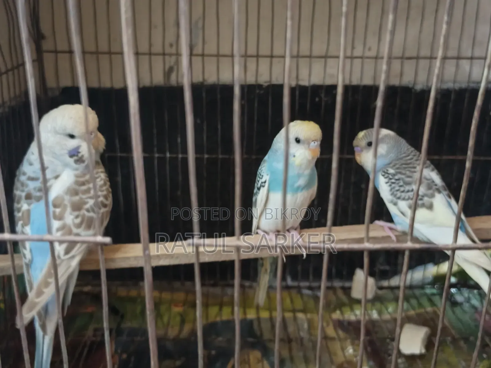 Budgerigar Bird