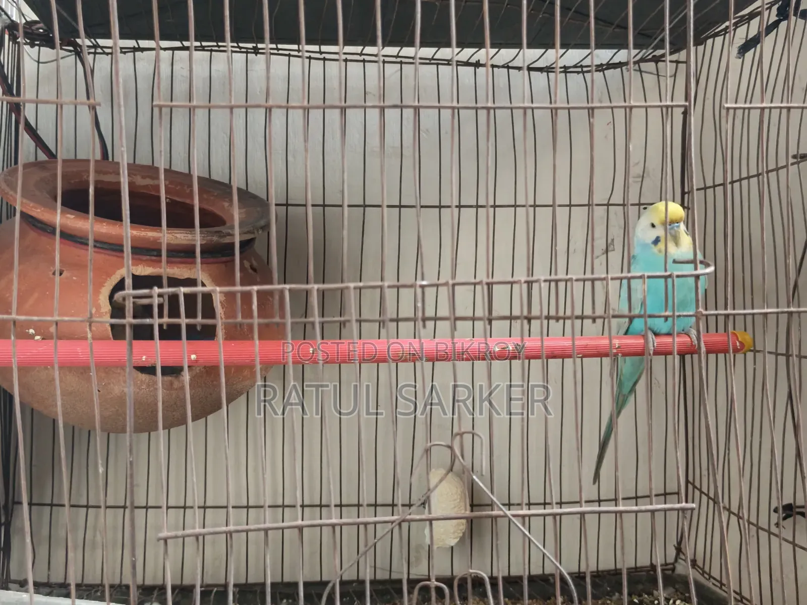 Budgerigar Bird