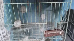 কবুতর খাঁচা