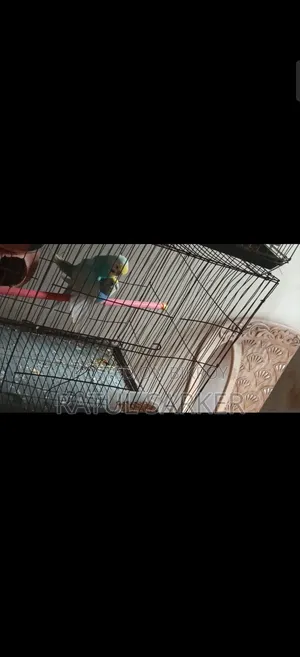 Budgerigar Bird