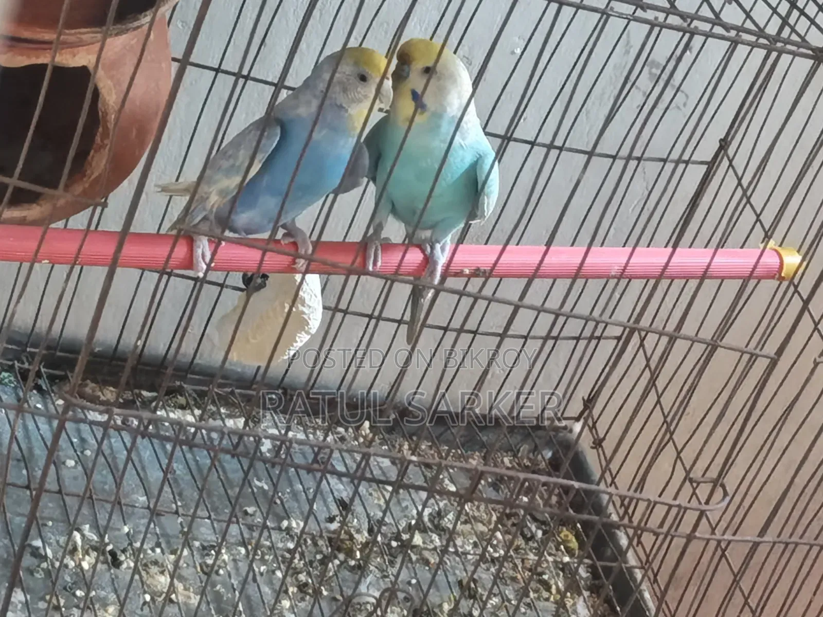 Budgerigar Bird