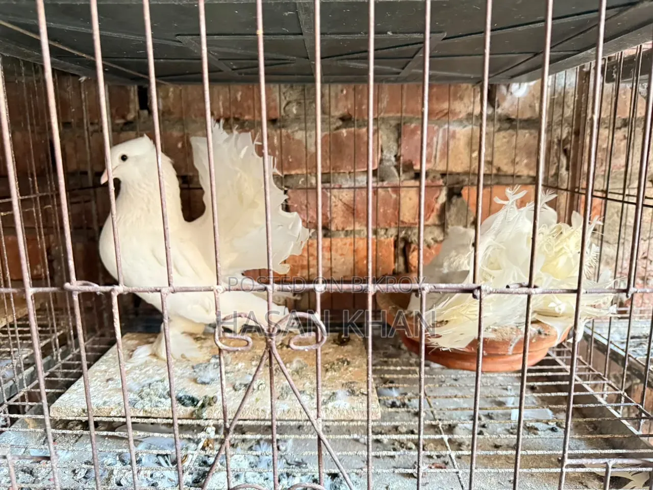 Siraji Pigeon and Lakkha Pigeon
