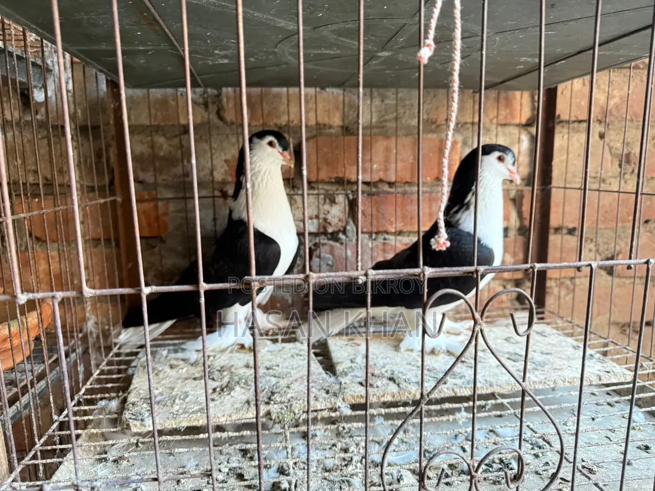 Siraji Pigeon and Lakkha Pigeon