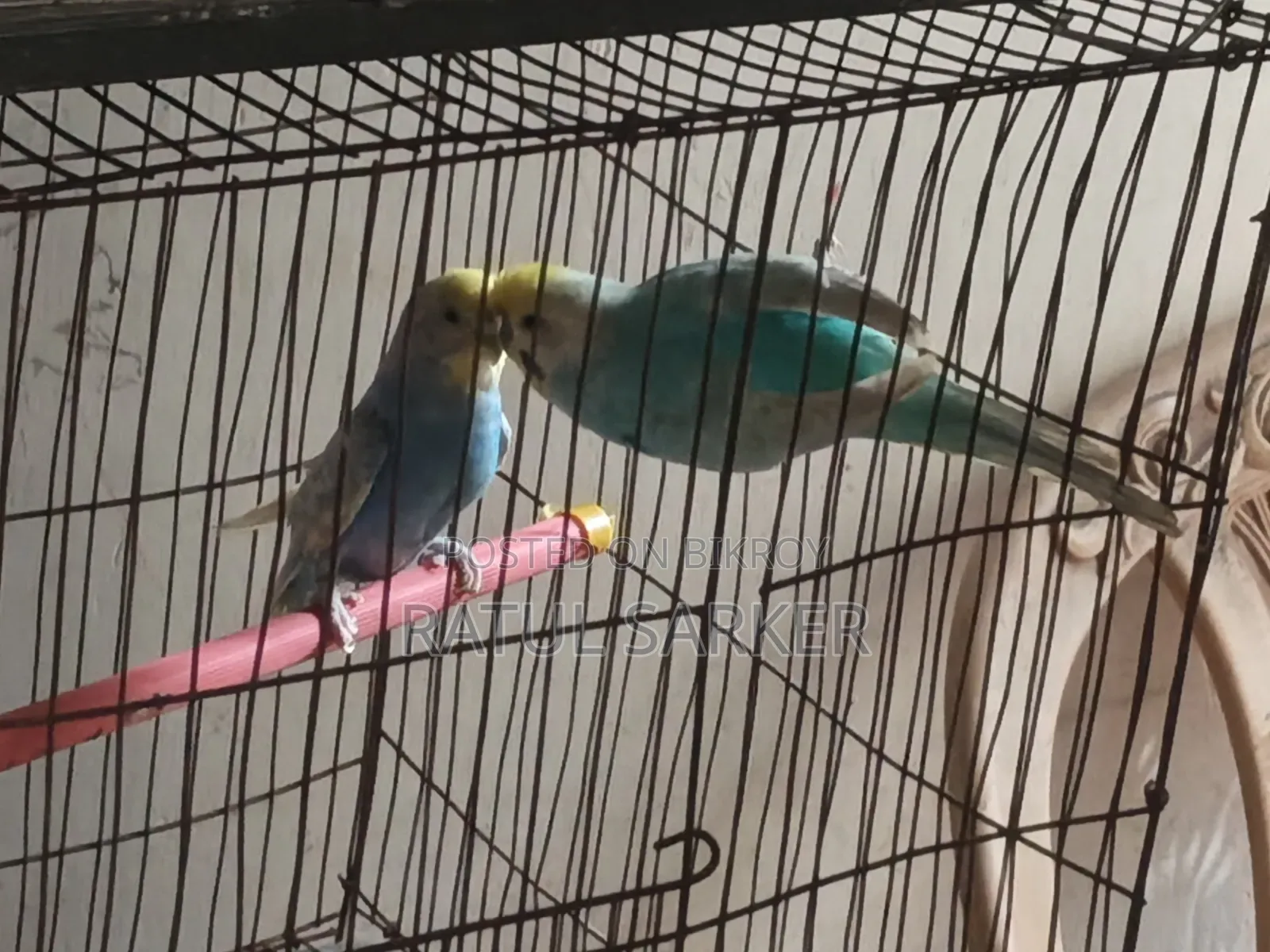 Budgerigar Bird