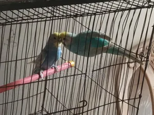 Budgerigar Bird