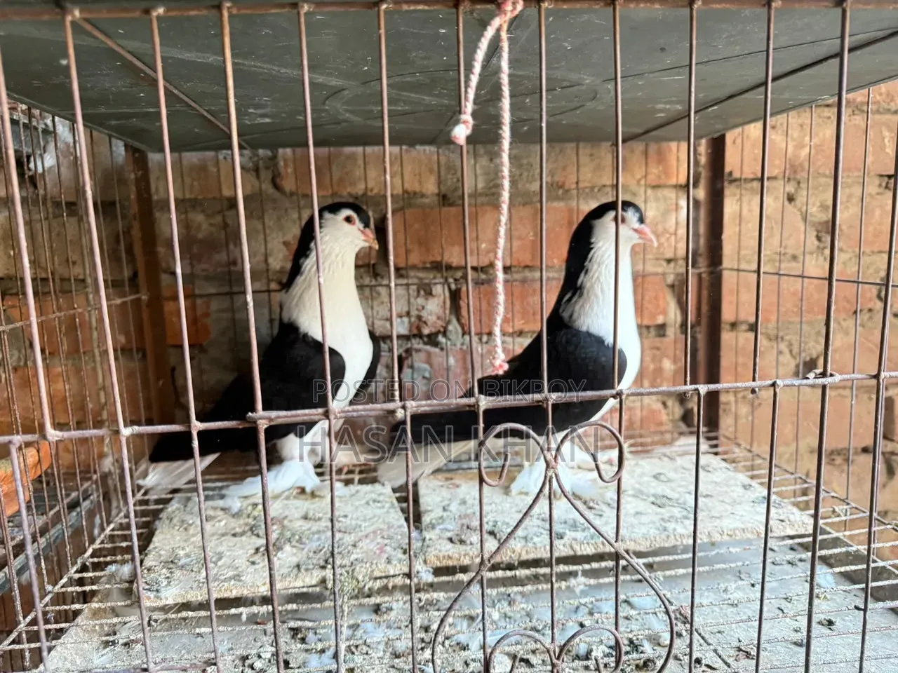 Siraji Pigeon and Lakkha Pigeon