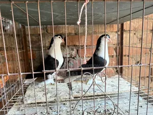 Siraji Pigeon and Lakkha Pigeon