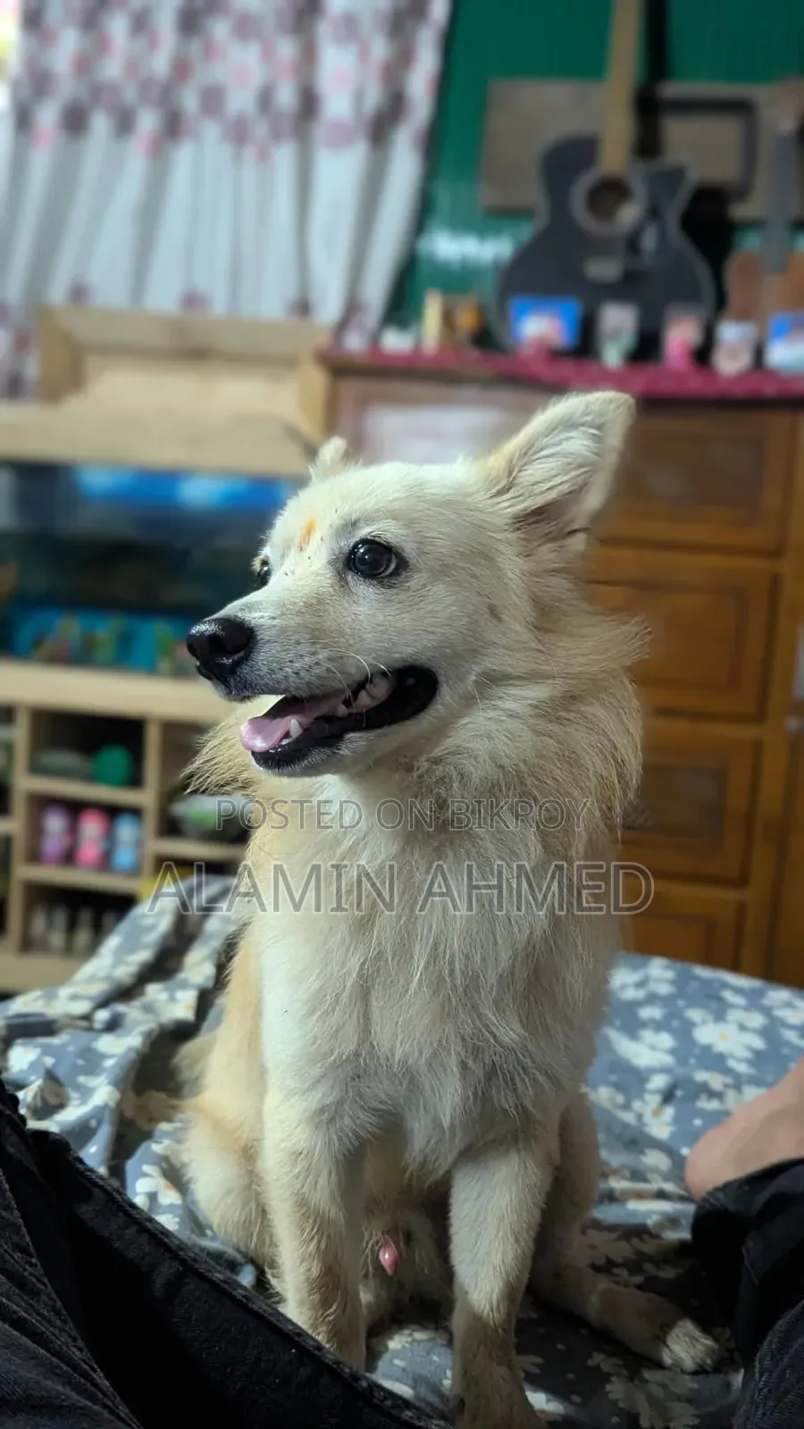 ৬-১২ মাসের নর খাঁটি জাতের জার্মান শেফার্ড