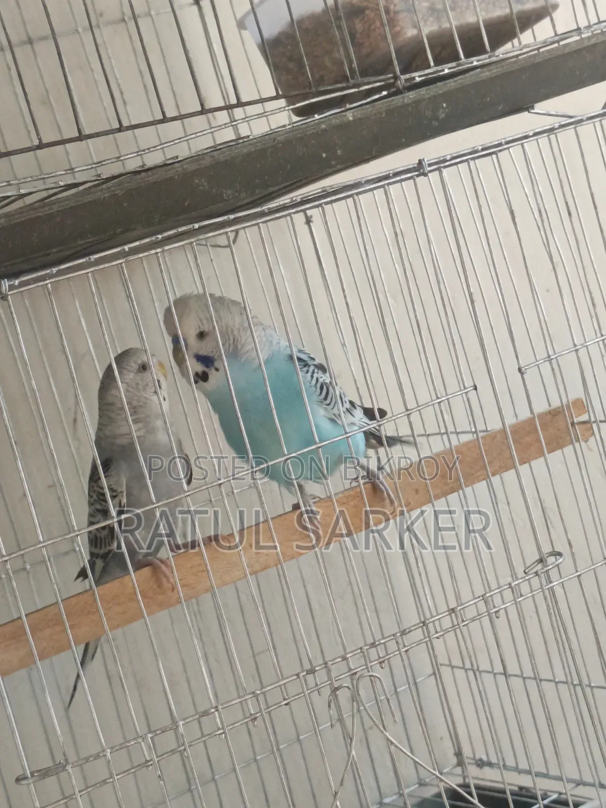 Budgerigar Bird