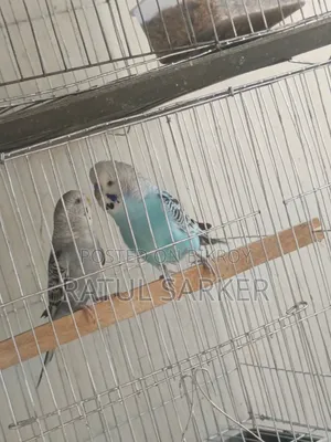 Budgerigar Bird