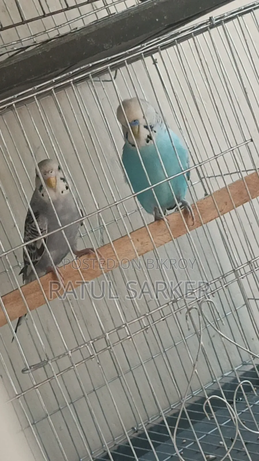 Budgerigar Bird