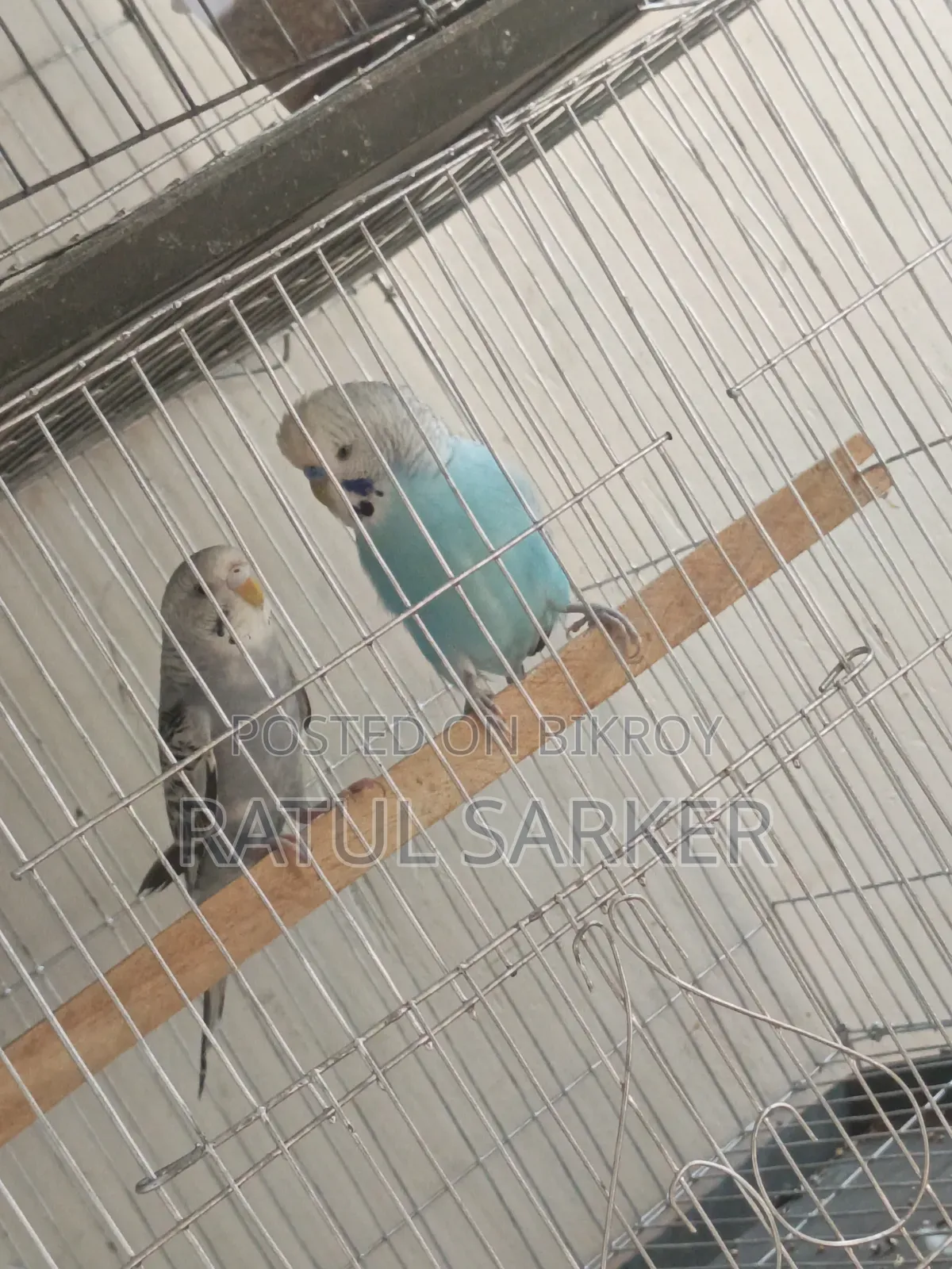 Budgerigar Bird