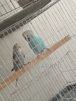 Budgerigar Bird