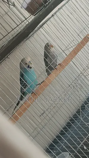 Budgerigar Bird