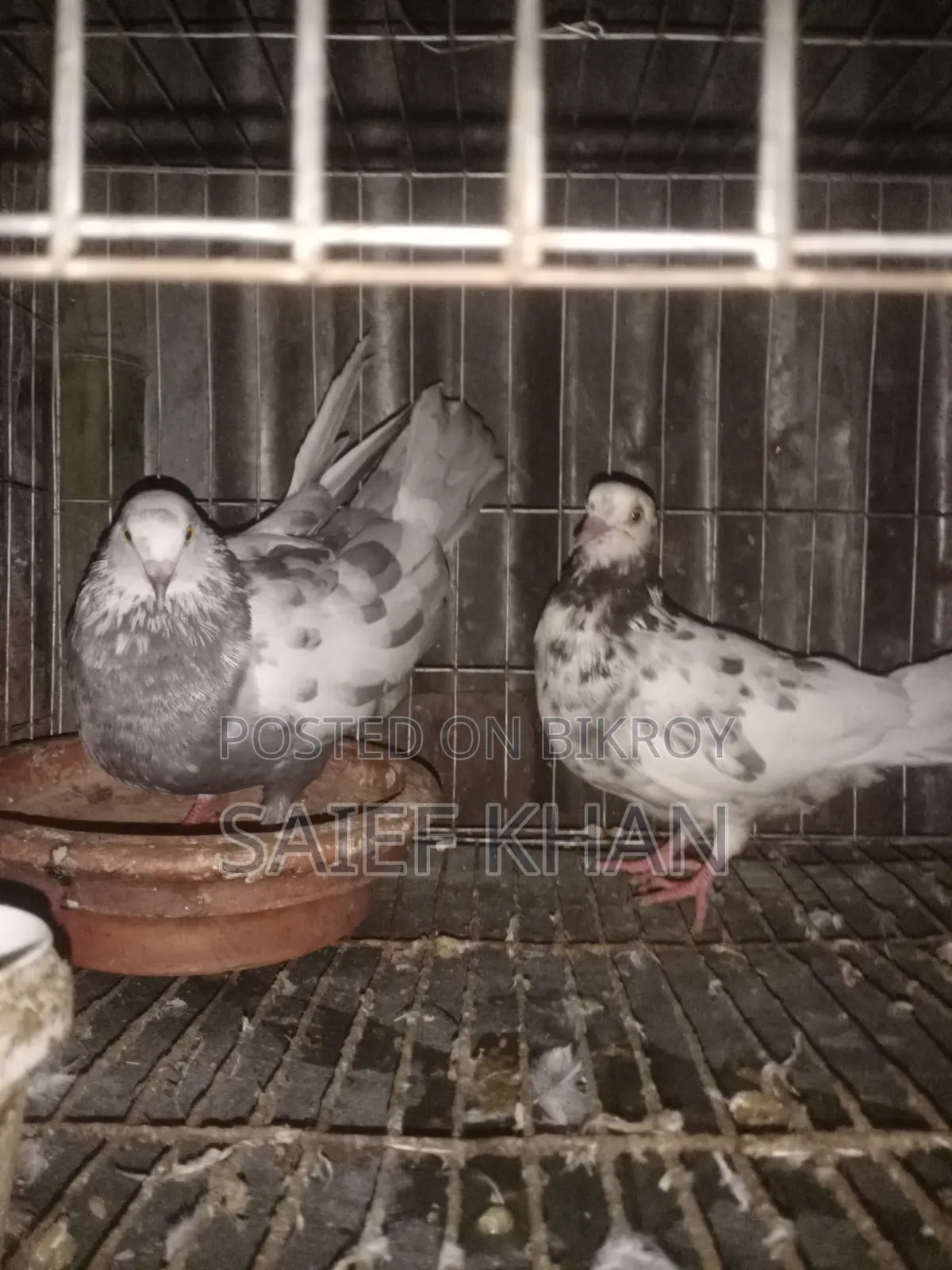 Running Pigeon