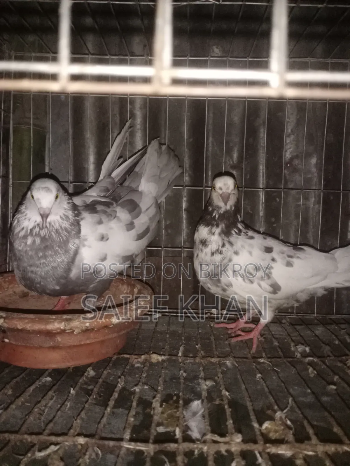 Running Pigeon
