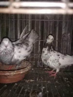 Running Pigeon
